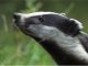 Badger cull set to fail for second year running