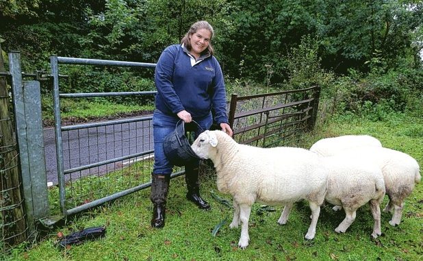 Sheep munch through £4,000 in cannabis plants dumped on farm