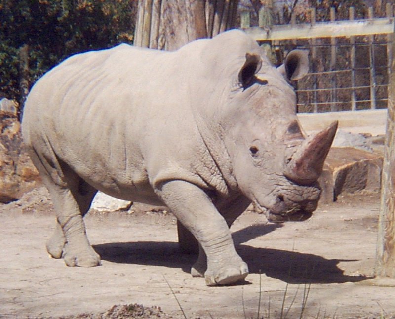 white rhino