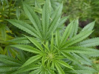Cannabis-based epilepsy drug shows promise