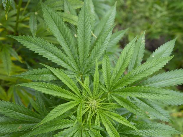 Cannabis-based epilepsy drug shows promise