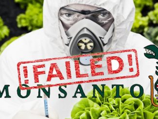 Victory: Mexico Judge Votes Against Monsanto in Favor of Bees