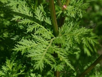 “Sweet wormwood” or “Artemisia Annua” derivative, was used in Chinese medicine and it can kill 98% of lung cancer cells in less than 16 hours.