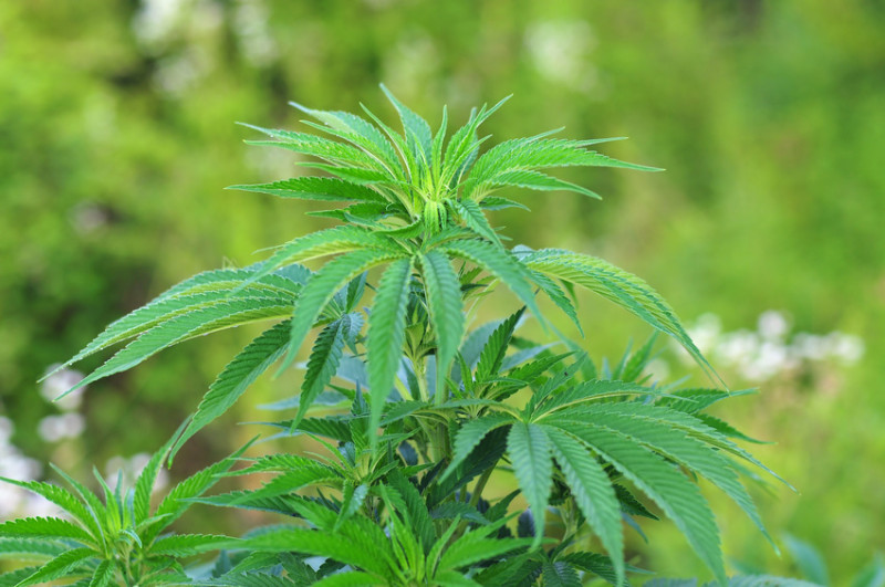 Cannabis extracts combined with radiotherapy can ‘dramatically slow’ growth of brain cancer, study claims