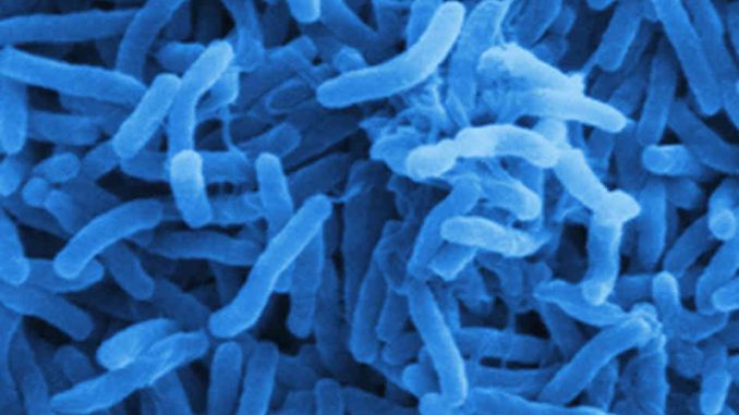 GMO Cholera Bacteria to Be Released in Australia, Canada, U.S.