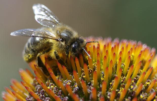 MPs raise concern over tests on pesticides linked to bee deaths