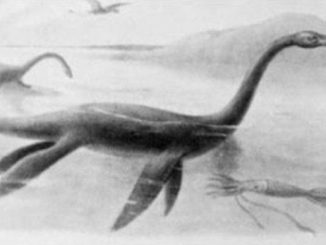 Nessie a fake? Spoilsport conservationists say Loch Ness Monster is just a log