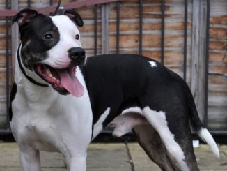 Family set to lose Pit Bull on Dec. 1st because of village ban