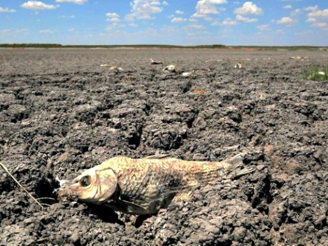 Drought Dead-Carp-Dry-Riverbed-AP