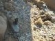 Mass grave found in Syria’s Deir Ezzor