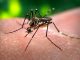 Unapproved GM Mosquitoes Being Shipped to US for Release NOW