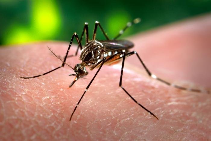 Unapproved GM Mosquitoes Being Shipped to US for Release NOW