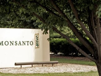 Could the Judge in Maui GMO case be connected to Monsanto?