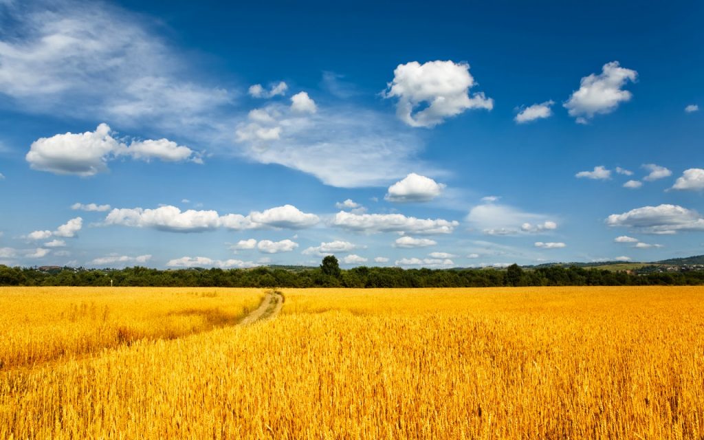 The role of Monsanto in Ukraine