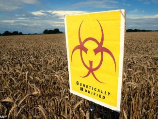 EU set to allow controversial GM crops to be grown in Britain
