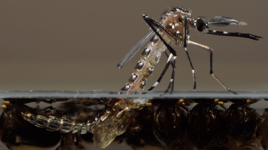 Millions of GM mosquitoes may be released in the Florida Keys
