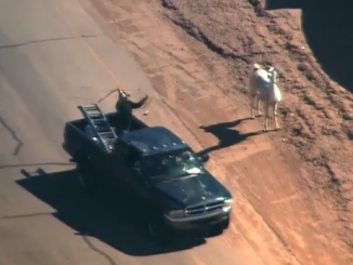 Sun City Llamas Captured YouTube