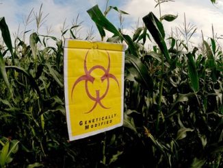 MP's Want To Rebrand GM Food To Avoid Public Fear