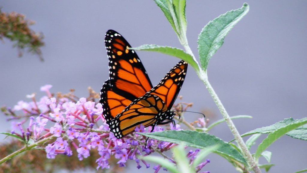 Monarch butterfly on verge of extinction because of Monsanto herbicide
