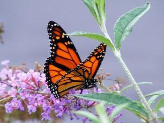 Monarch butterfly on verge of extinction because of Monsanto herbicide
