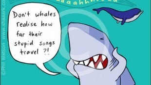 stupid whale