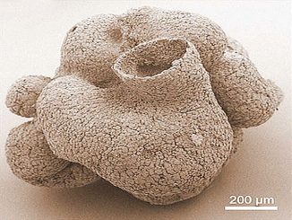 Sponge_Fossil