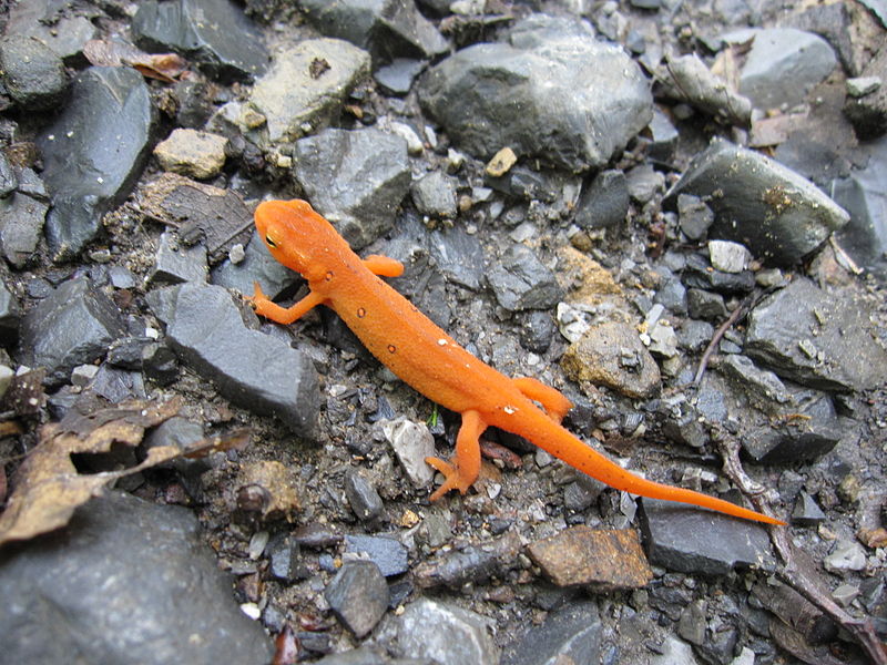 Eastern Newt Notophthalmus viridescens, Sproul State Forest, Renovo, Pennsylvania, USA.