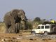 African Elephant _ Botswana