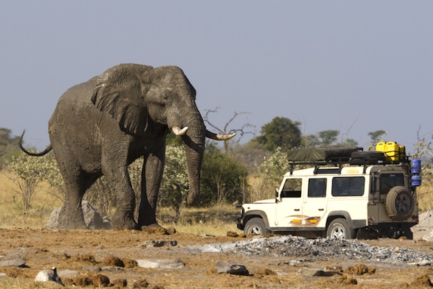African Elephant _ Botswana