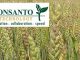 Monsanto Fined for ‘Genetically Contaminating Wheat Supply’