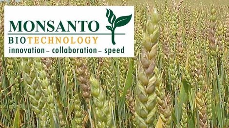 Monsanto Fined for ‘Genetically Contaminating Wheat Supply’