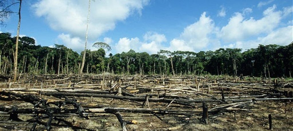 The division of earth's habitats into smaller and more isolated patches has left the planet with no real wild forests.