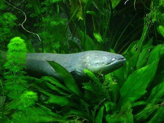electric_eel
