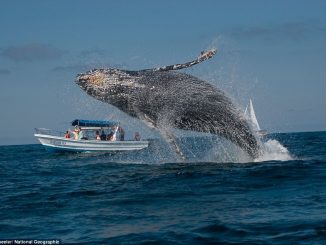 grey whale