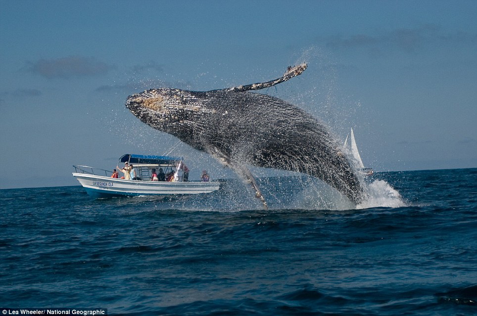 grey whale