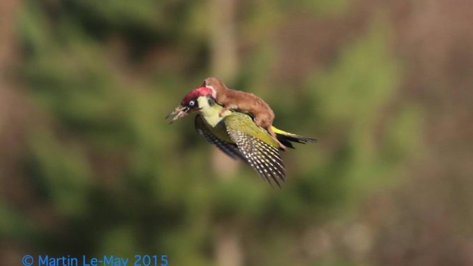 weasel_woodpecker