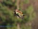 weasel_woodpecker