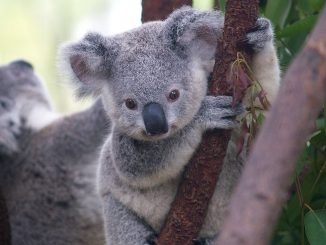 Australian Authorities Secretly Killed Hundreds Of Starving Koalas