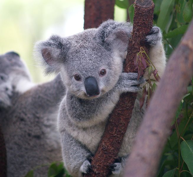 Australian Authorities Secretly Killed Hundreds Of Starving Koalas