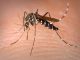 British Biofirm Oxitec Bringing GMO Mosquitoes To Key West