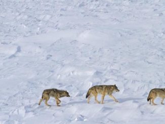 Wolves