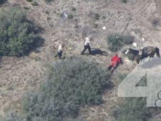 Stolen Horse