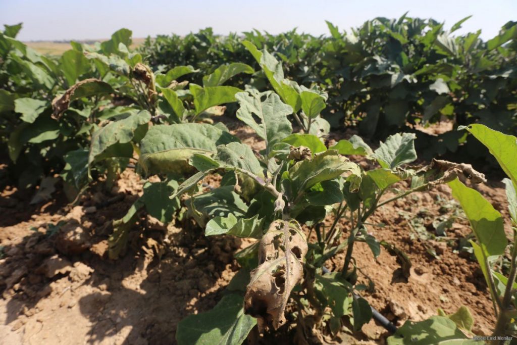 Israel Sprays Farms In Gaza With Poisonous Chemicals (Video)