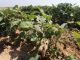 Israel Sprays Farms In Gaza With Poisonous Chemicals (Video)