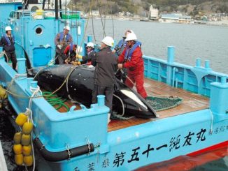 whales