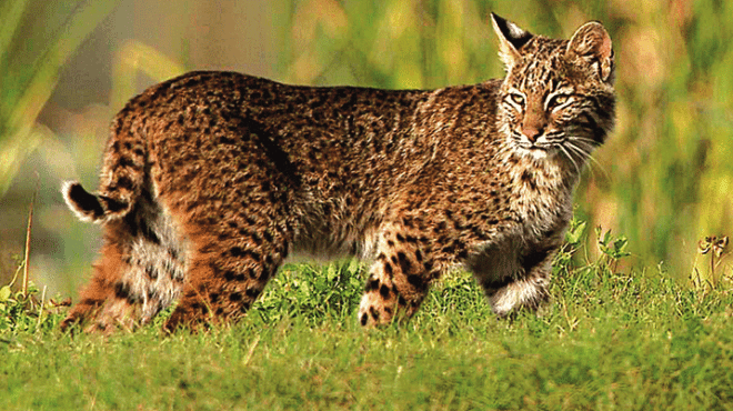 Florida Bobcat Fishing For Sharks