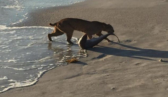 Bobcat fishing for sharks