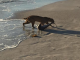 Bobcat fishing for sharks