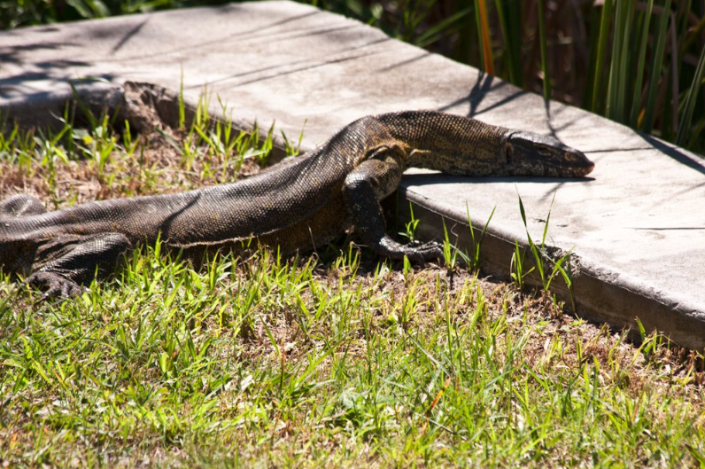 Nile Monitor Lizard
