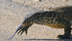 Nile Monitor Lizard